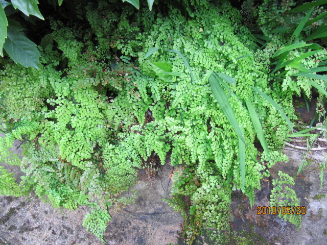 Capillaire élégante