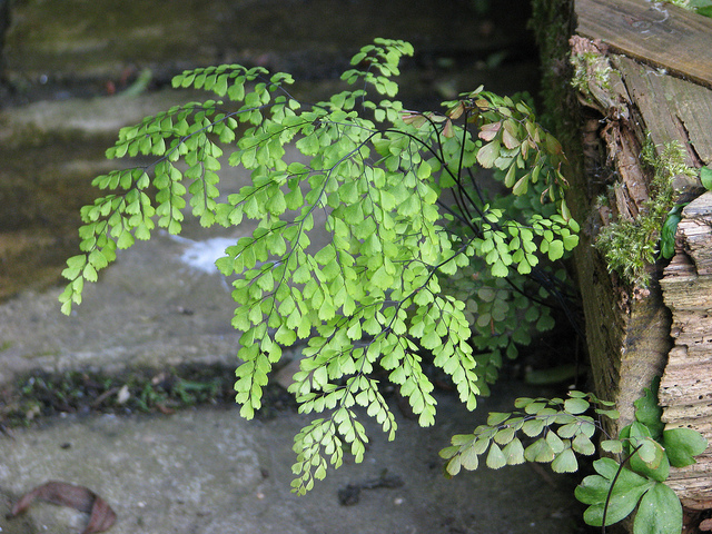 Capillaire élégante (Adiantum venustum)