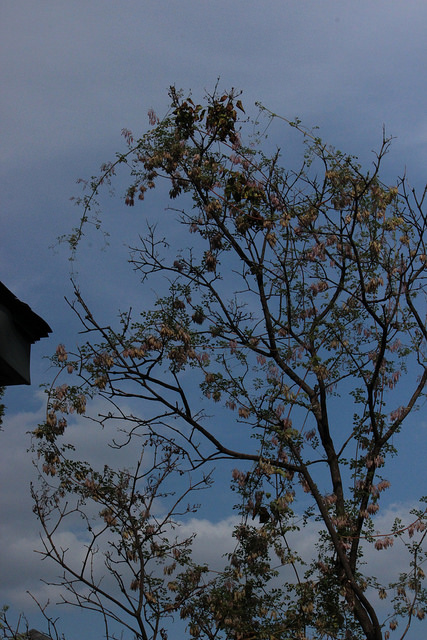 Adlumie fongueuse (Adlumia fungosa)