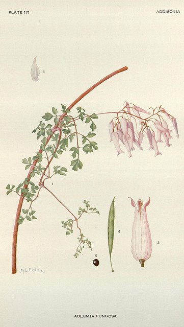Adlumie fongueuse