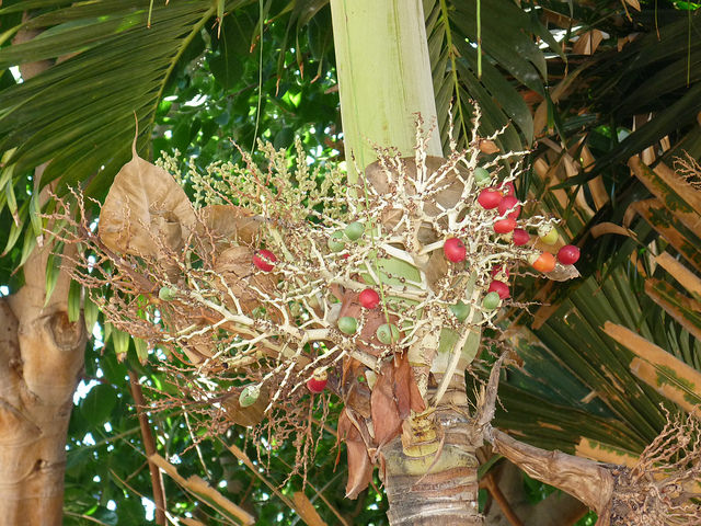Adonidia merrillii