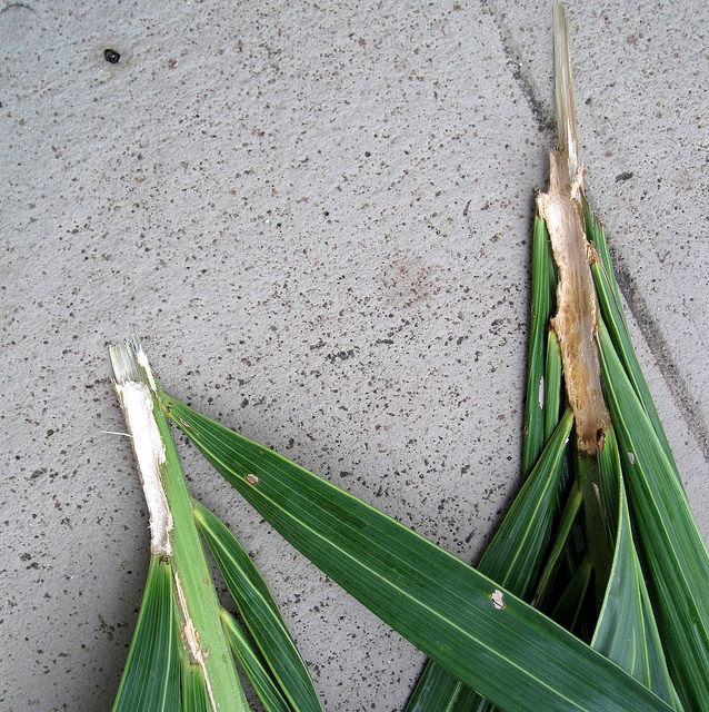 Adonidia merrillii