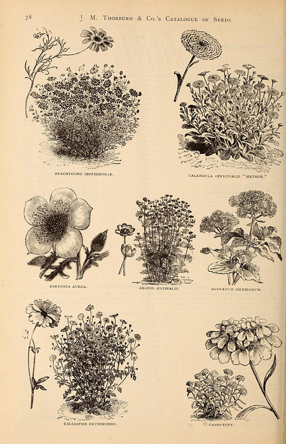 Adonis aestivalis