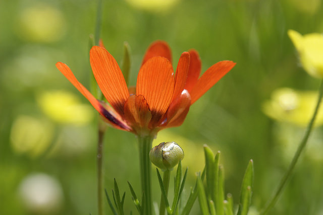 Adonis aestivalis