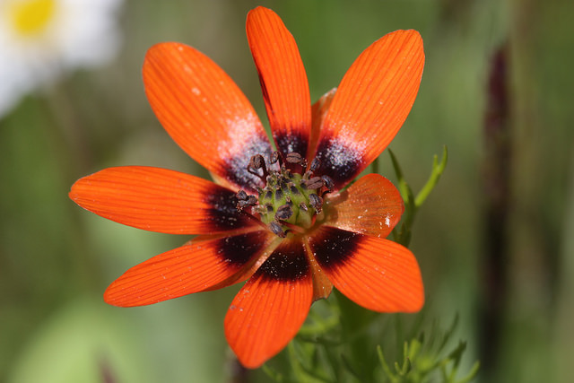 Adonis aestivalis
