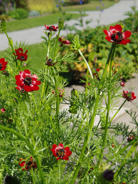 Adonis aestivalis