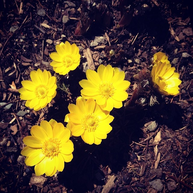 Adonis amurensis