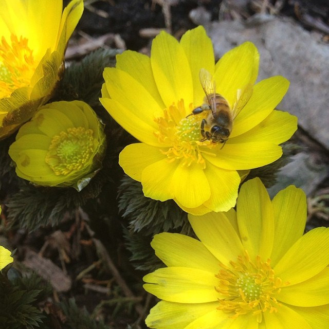 Adonis amurensis