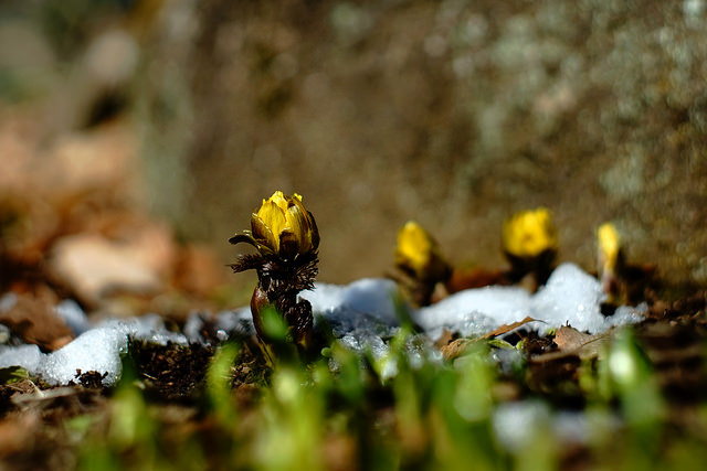 Adonis amurensis