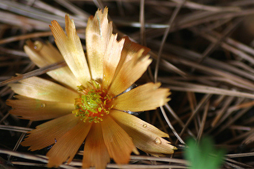 Adonis amurensis