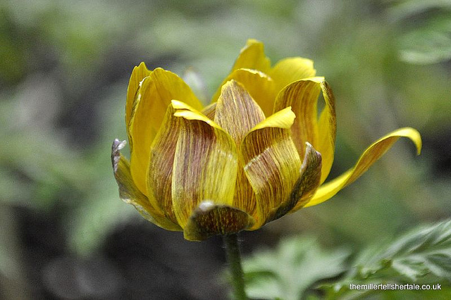 Adonis amurensis