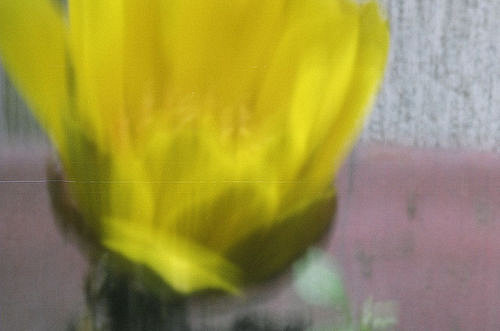 Adonis amurensis (Adonis amurensis)