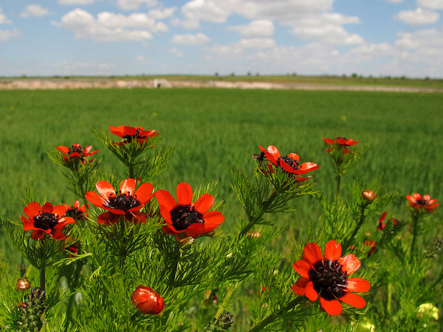 Adonis couleur de feu