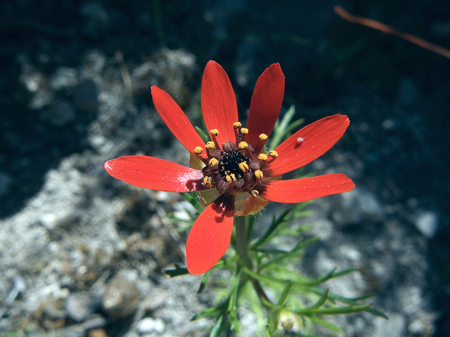 Adonis couleur de feu