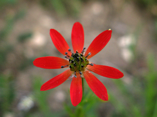 Adonis couleur de feu