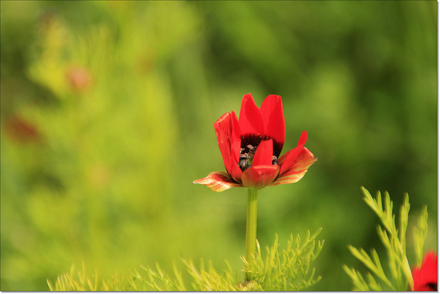 Adonis couleur de feu (Adonis flammea)