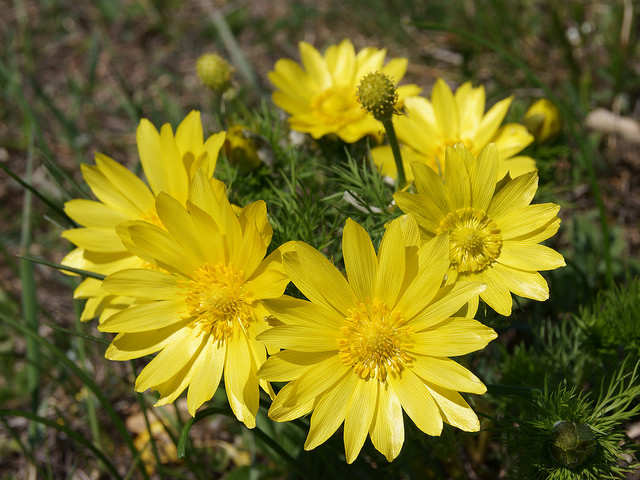 Adonis de printemps