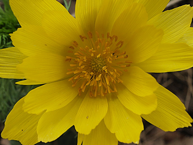 Adonis de printemps