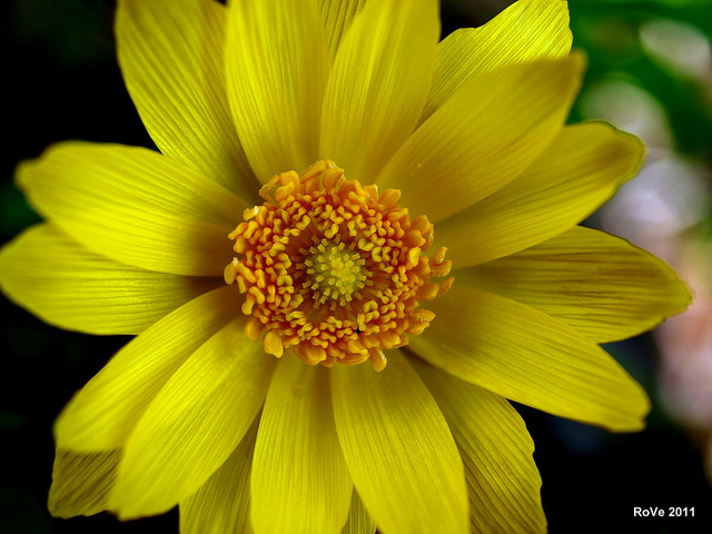 Adonis de printemps