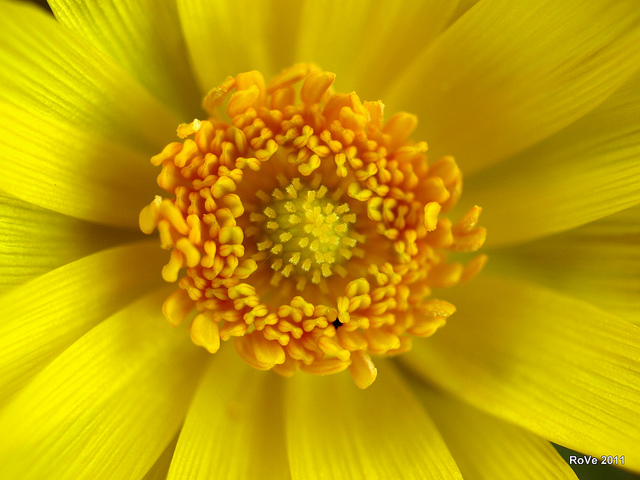 Adonis de printemps
