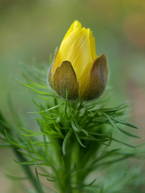 Adonis de printemps