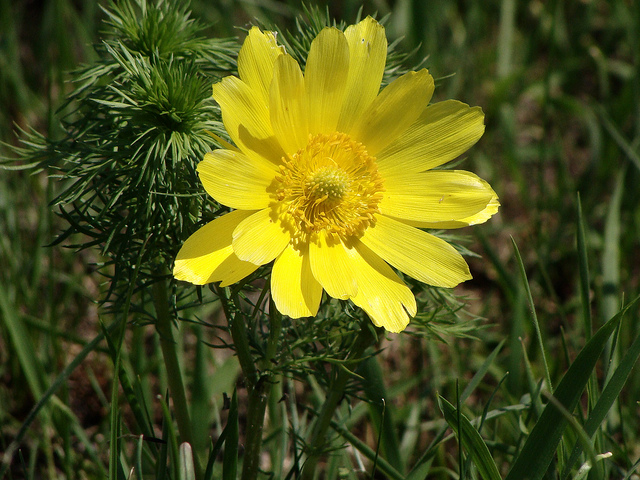 Adonis de printemps (Adonis vernalis)