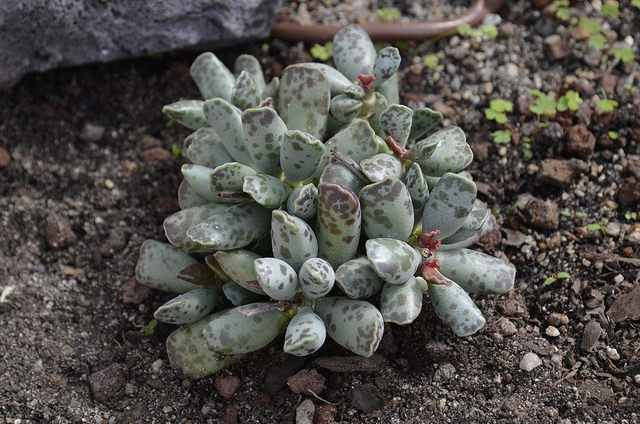 Adromischus