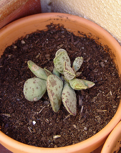 Adromischus