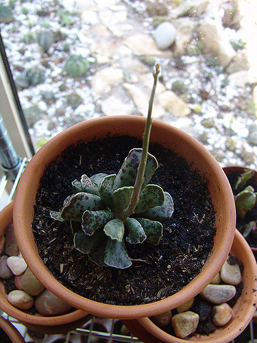 Adromischus