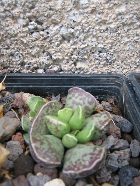 Adromischus