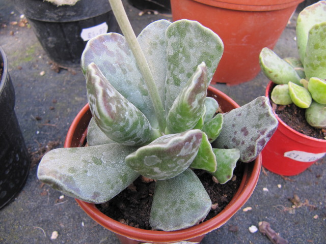 Adromischus