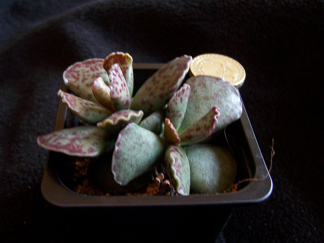 Adromischus (Adromischus cooperi)
