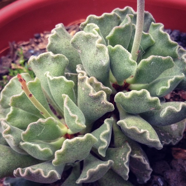 Adromischus cristatus