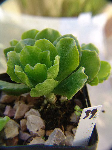 Adromischus cristatus