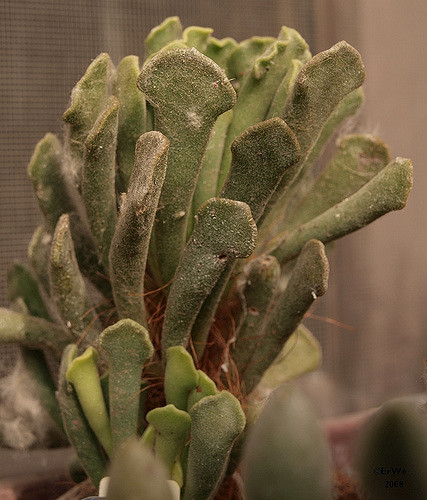 Adromischus cristatus
