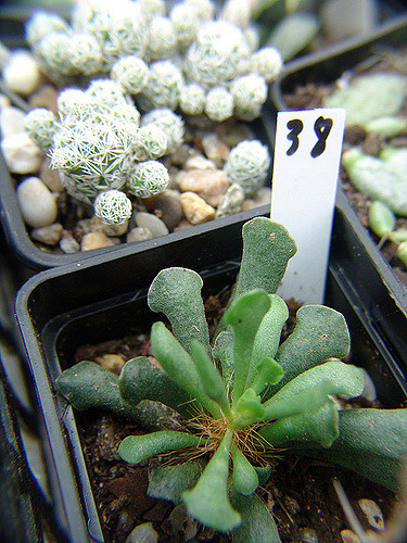 Adromischus cristatus