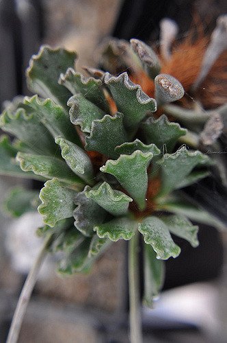 Adromischus cristatus