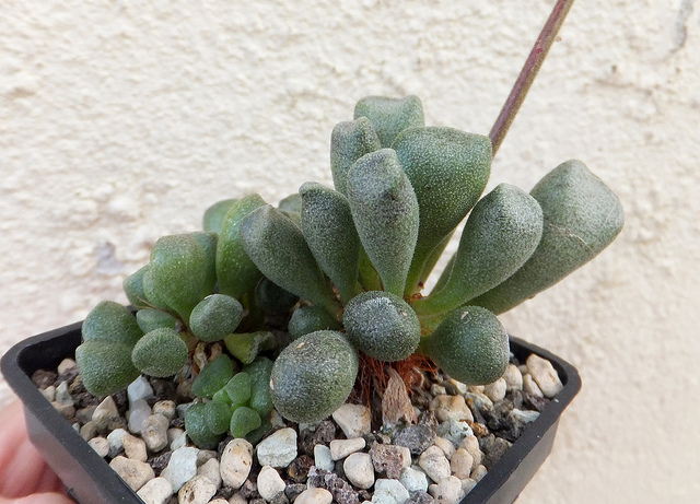 Adromischus cristatus (Adromischus cristatus)