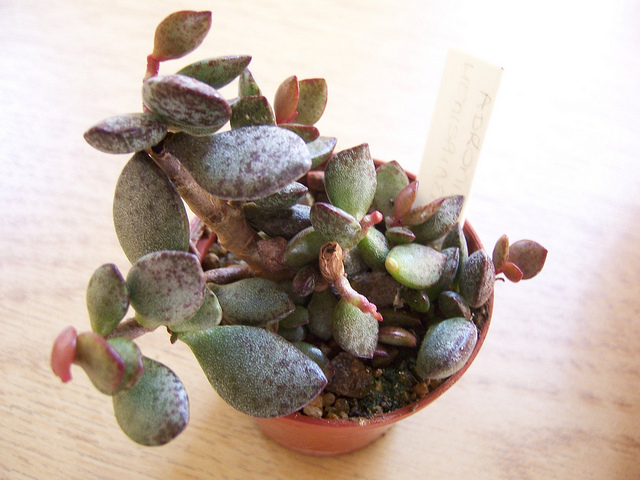 Adromischus hemisphaericus (Adromischus hemisphaericus)