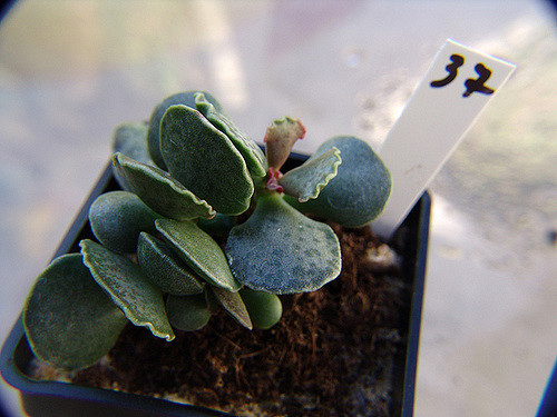 Adromischus sphenophyllus (Adromischus sphenophyllus)