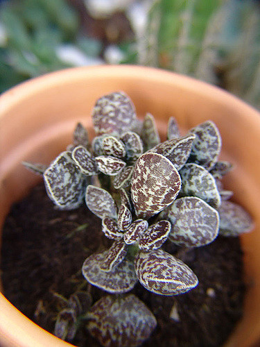Adromischus trigynus (Adromischus trigynus)