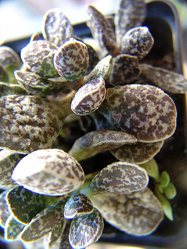 Adromischus trigynus
