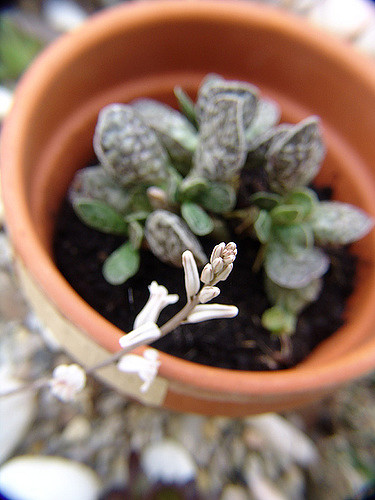 Adromischus trigynus