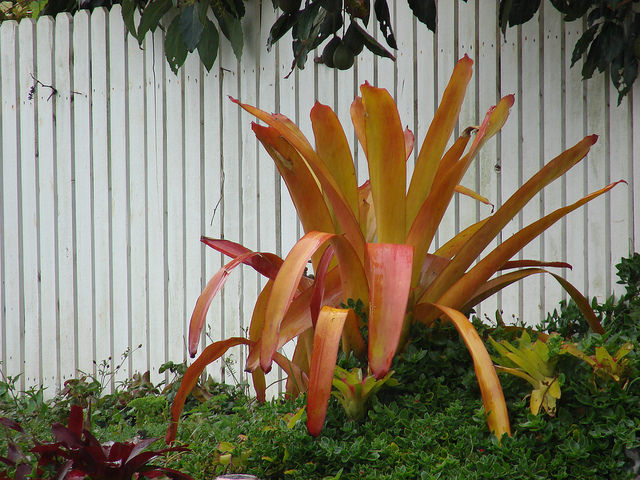 Aechmea blanchetiana (Aechmea blanchetiana)