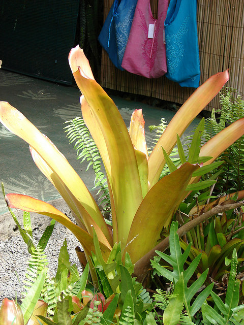 Aechmea blanchetiana