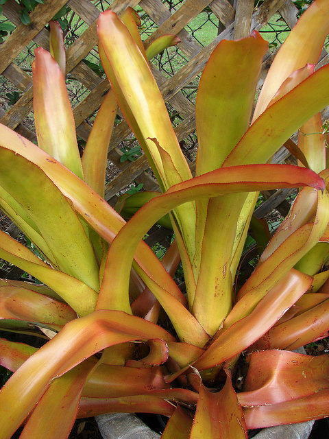 Aechmea blanchetiana
