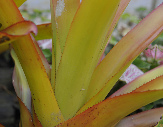 Aechmea blanchetiana