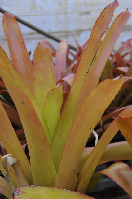 Aechmea blanchetiana