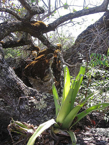 Aechmea bromeliifolia (Aechmea bromeliifolia)