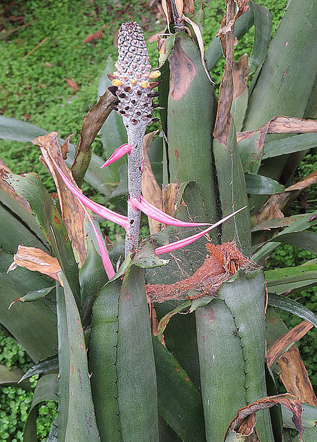Aechmea bromeliifolia